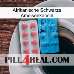 Africa Black Ant Capsule new14